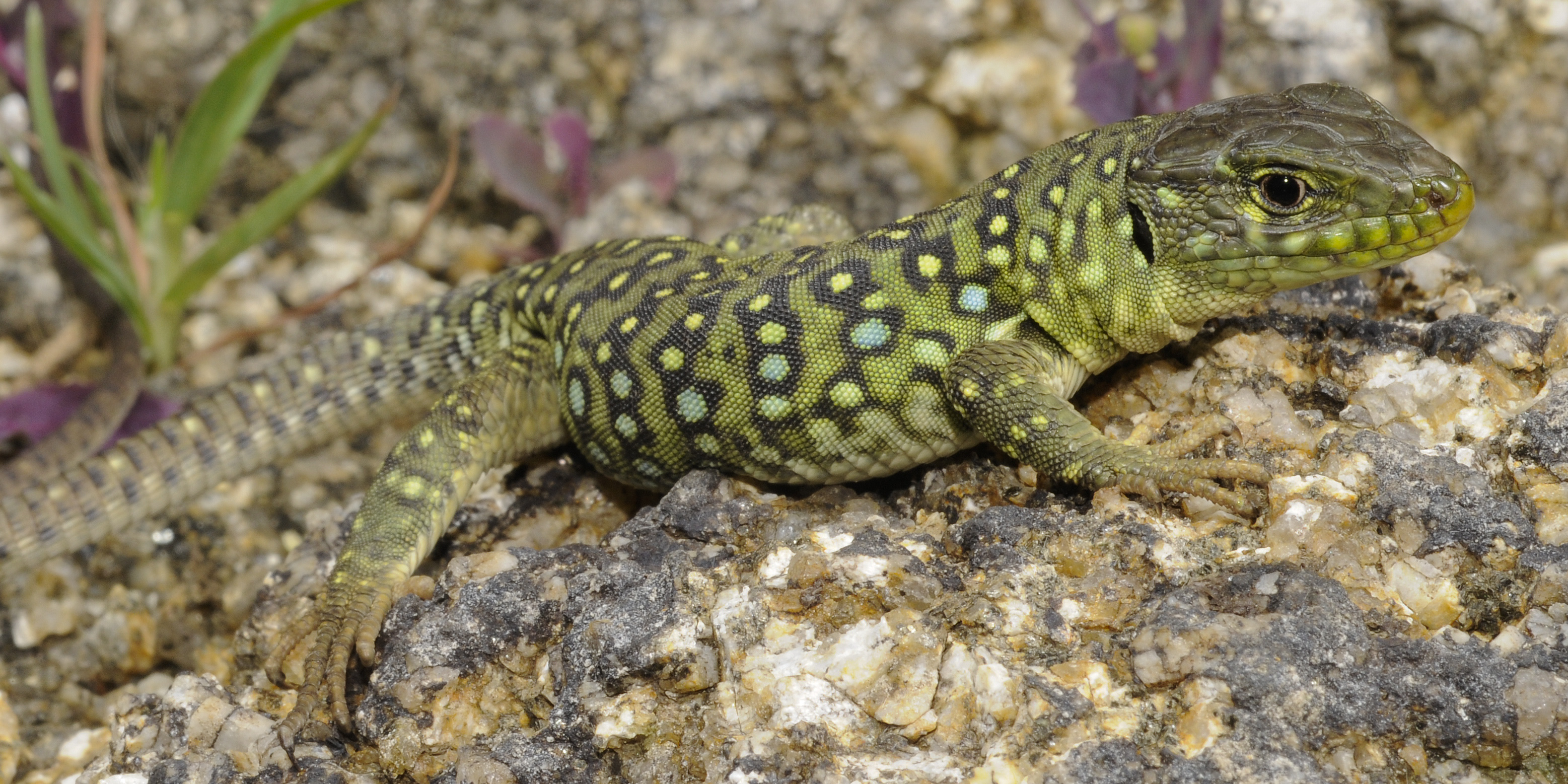 Jeune Lézard ocellé - (c) Benny Trapp